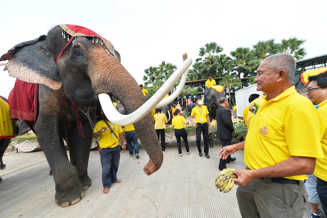 สวนนงนุชพัทยาจัดพิธีทำขวัญช้าง"วันช้างไทย"พร้อมจัดเค้กผลไม้ยักษ์กว่า 3 ตัน