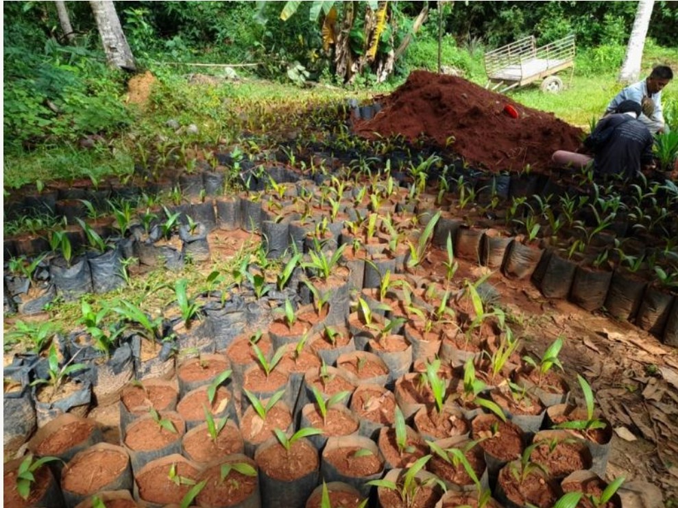 แนะชาวสวนปาล์ม เลือกซื้อต้นกล้าคุณภาพ ระวังปาล์มปลอมระบาดหนัก