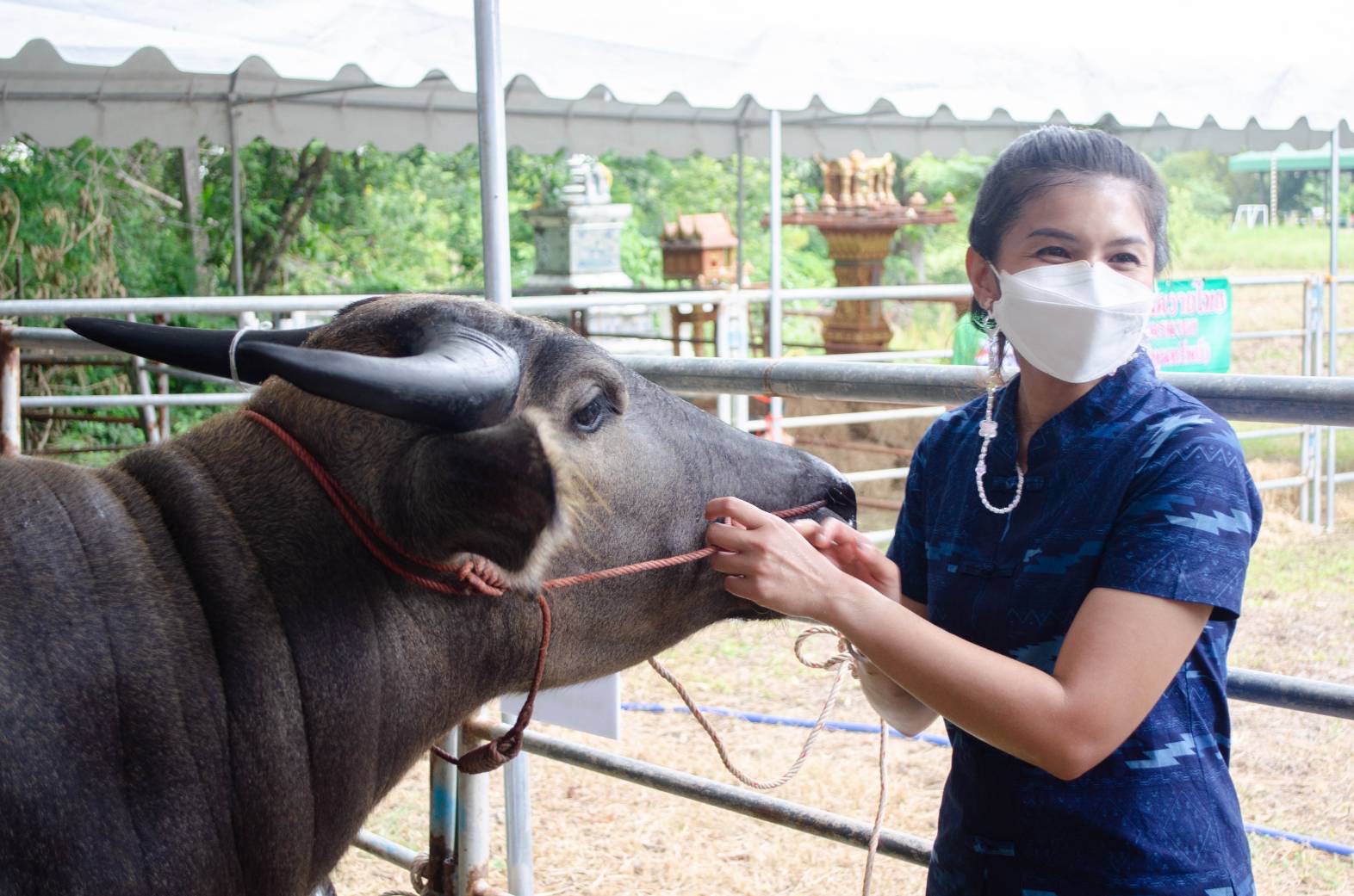 ฮือฮา ! ครูสาวคนสวย โรงเรียนบ้านนานายกพิทยากร ชอบเลี้ยงควายสวยงามเข้าประกวด