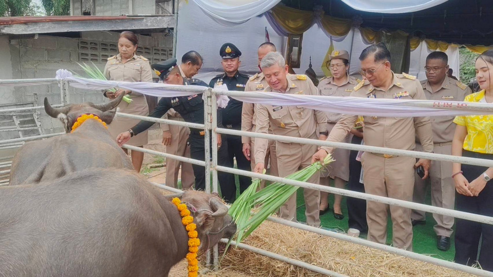 ปศุสัตว์บุรีรัมย์รับกระบือพระราชทาน 4 ตัว มอบเกษตรกรเลี้ยงดูตามโครงการธนาคารโค-กระบือ 