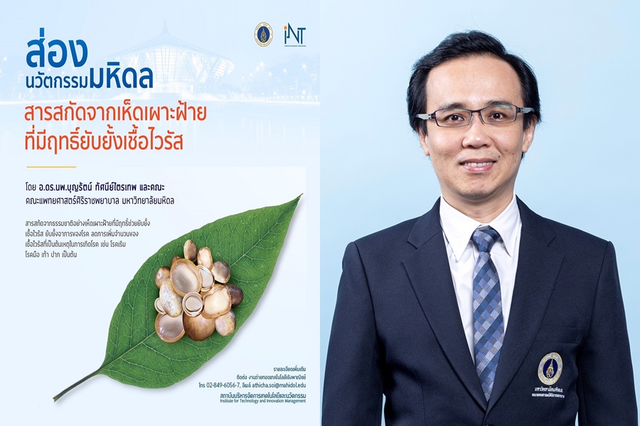 ม.มหิดล ค้นพบสารสกัดจาก "เห็ดเผาะฝ้าย"      ยับยั้งเชื้อไวรัสก่อโรคมือเท้าปาก-เริม ต่อยอดพัฒนาจำหน่าย-ส่งออก 