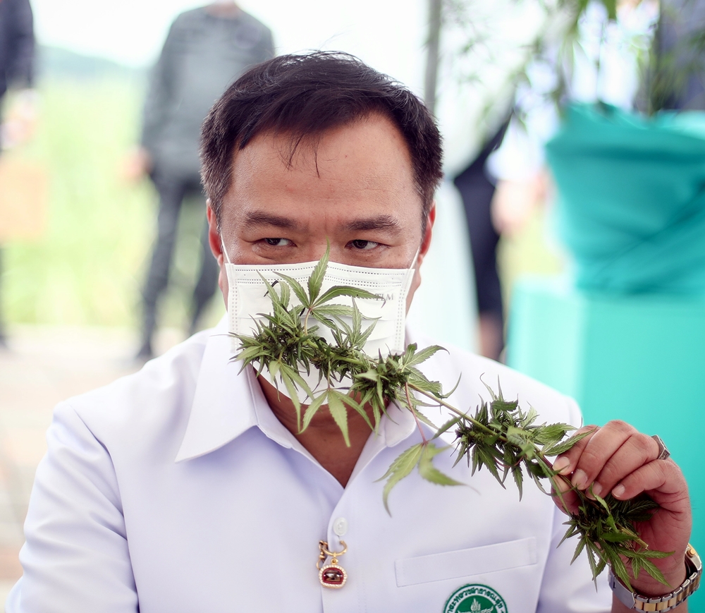 เตรียมพบเมนูอาหารกัญชาพื้นถิ่น ในการประชุมวิชาการกัญชาทางการแพทย์ ที่ขอนแก่น 1 เม.ย.นี้ 