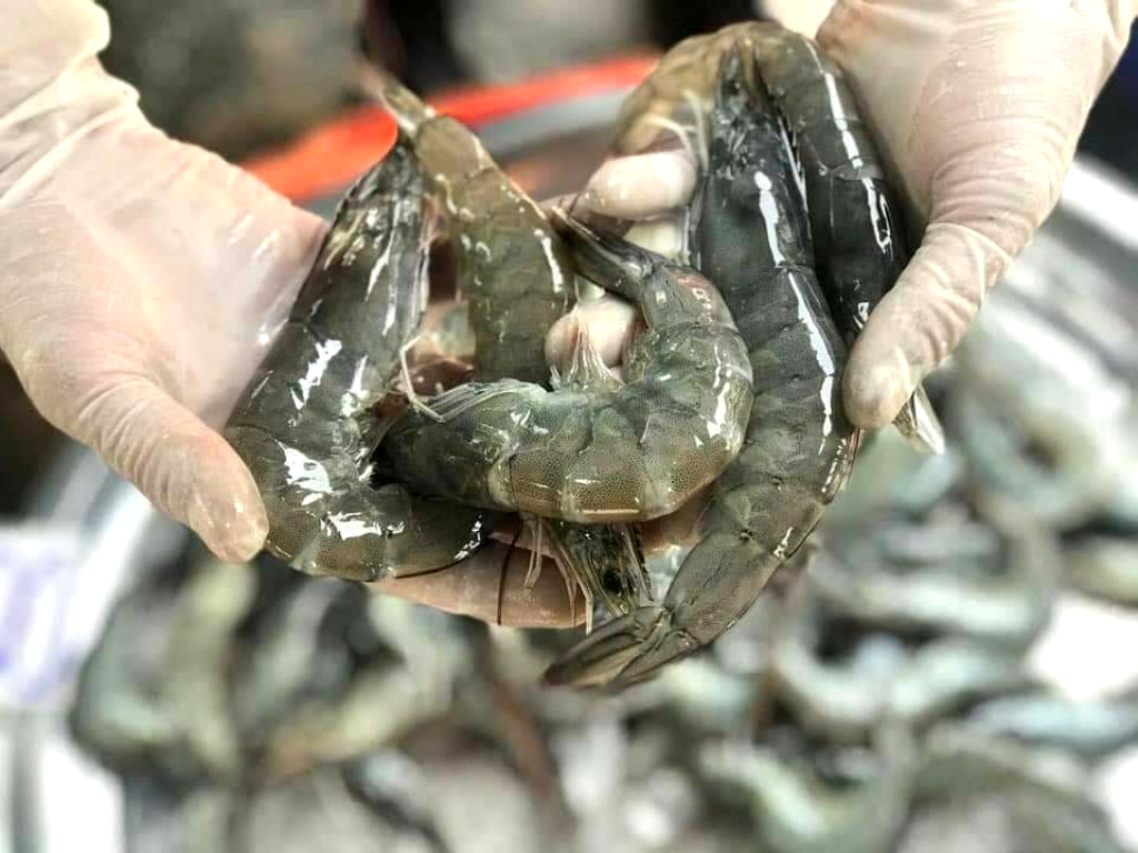 เกษตรกรผู้เลี้ยงกุ้งไทย ขอบคุณกรมประมง คุมเข้มห้ามนำเข้ากุ้งต่างชาติ