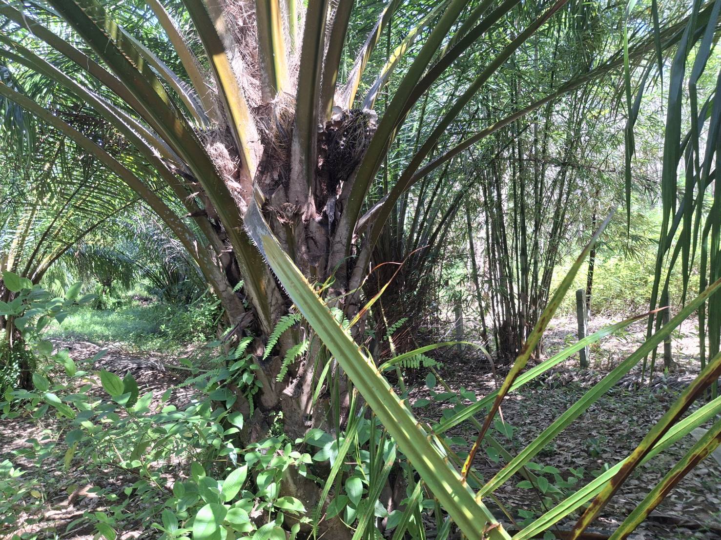 พังงา ทุกข์ชาวสวน คนร้ายขโมยตัดปาล์มไม่หยุด หลังราคาดี คุณตาวอนลานเทอย่ารับซื้อของโจร