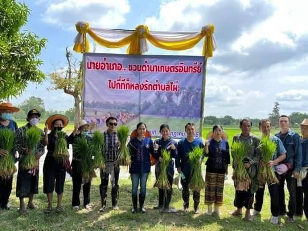 ‘สุภาพร’ ประธานสภาอบจ.ยโสธร พร้อมชาวบ้าน ร่วมสืบสานประเพณีลงแขกดำนา