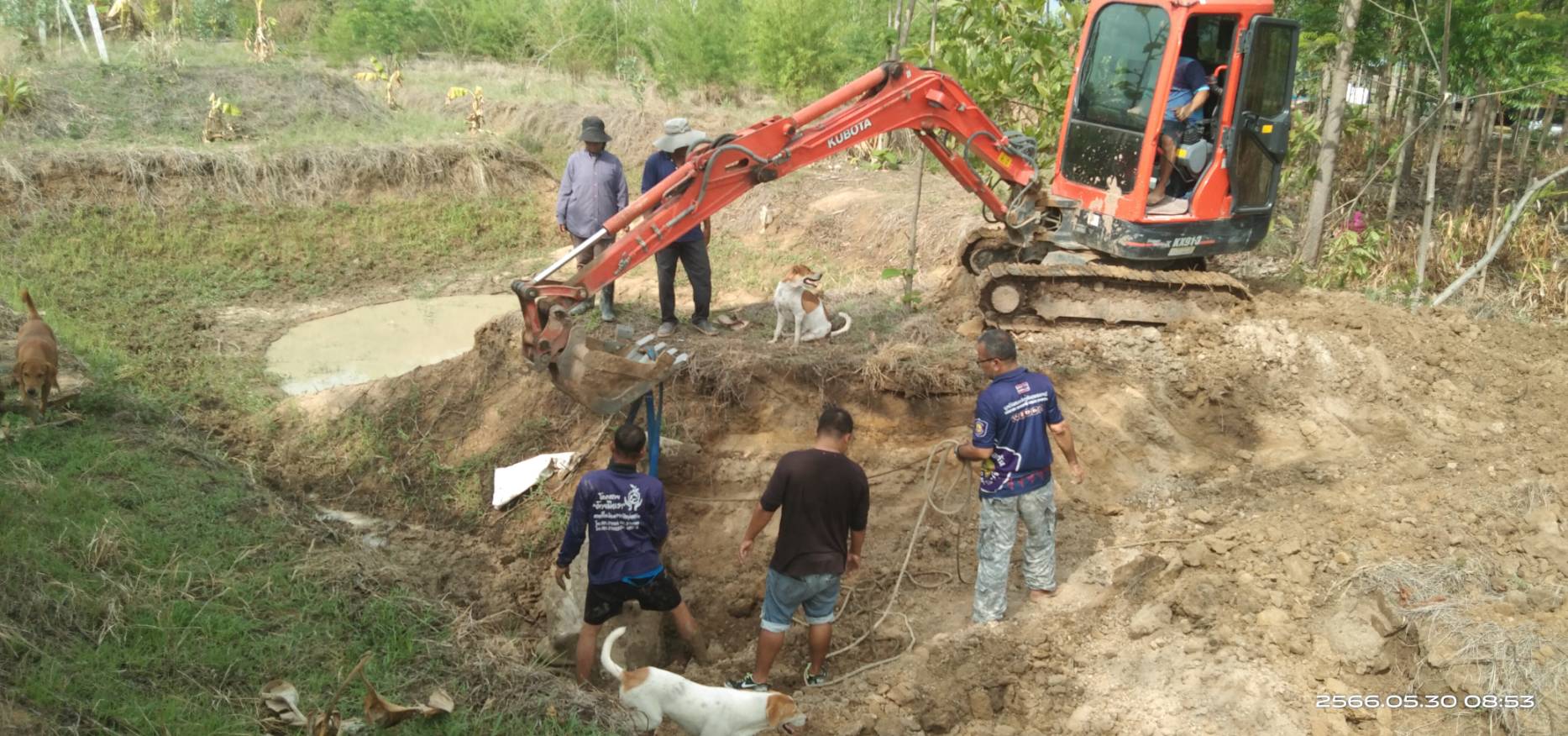 กู้ภัยฯ สุพรรณบุรีช่วยวัวแม่ลูกอ่อนพลัดตกร่องน้ำข้ามคืน 