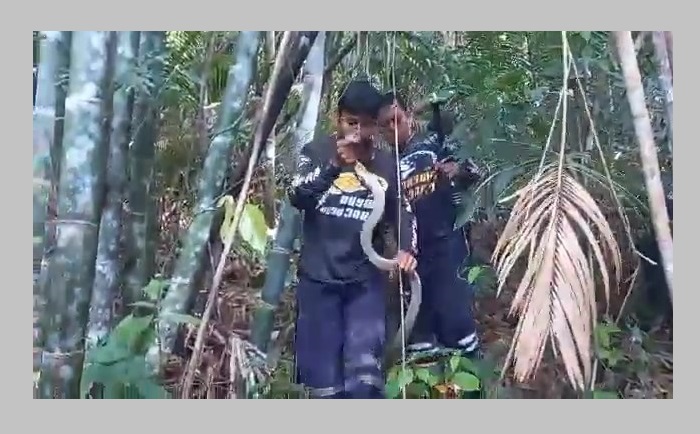 ทีมอรสพิษวิทยาภาคใต้ร่วมกับชมรมอรสพิษฯลุยสะบ้าย้อยย้ายรังงูจงอางหวงไข่ดุร้าย