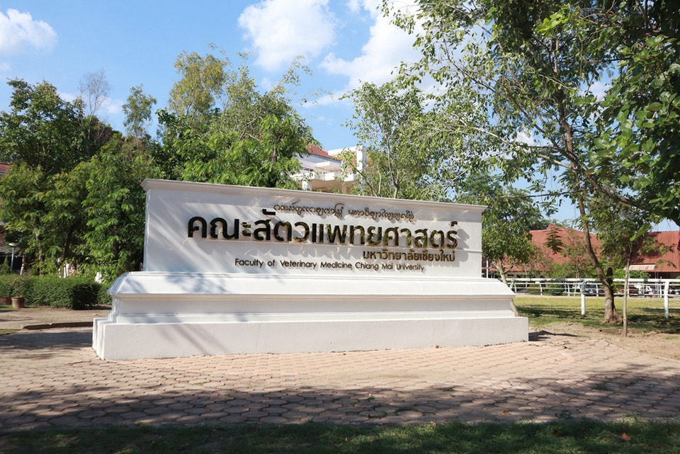 สุดยอด! สัตวแพทย์ มช. สร้างชื่อ "วิจัยช้าง" อันดับ 1 โลก ผงาดผู้นำสวัสดิภาพสัตว์อาเซียน