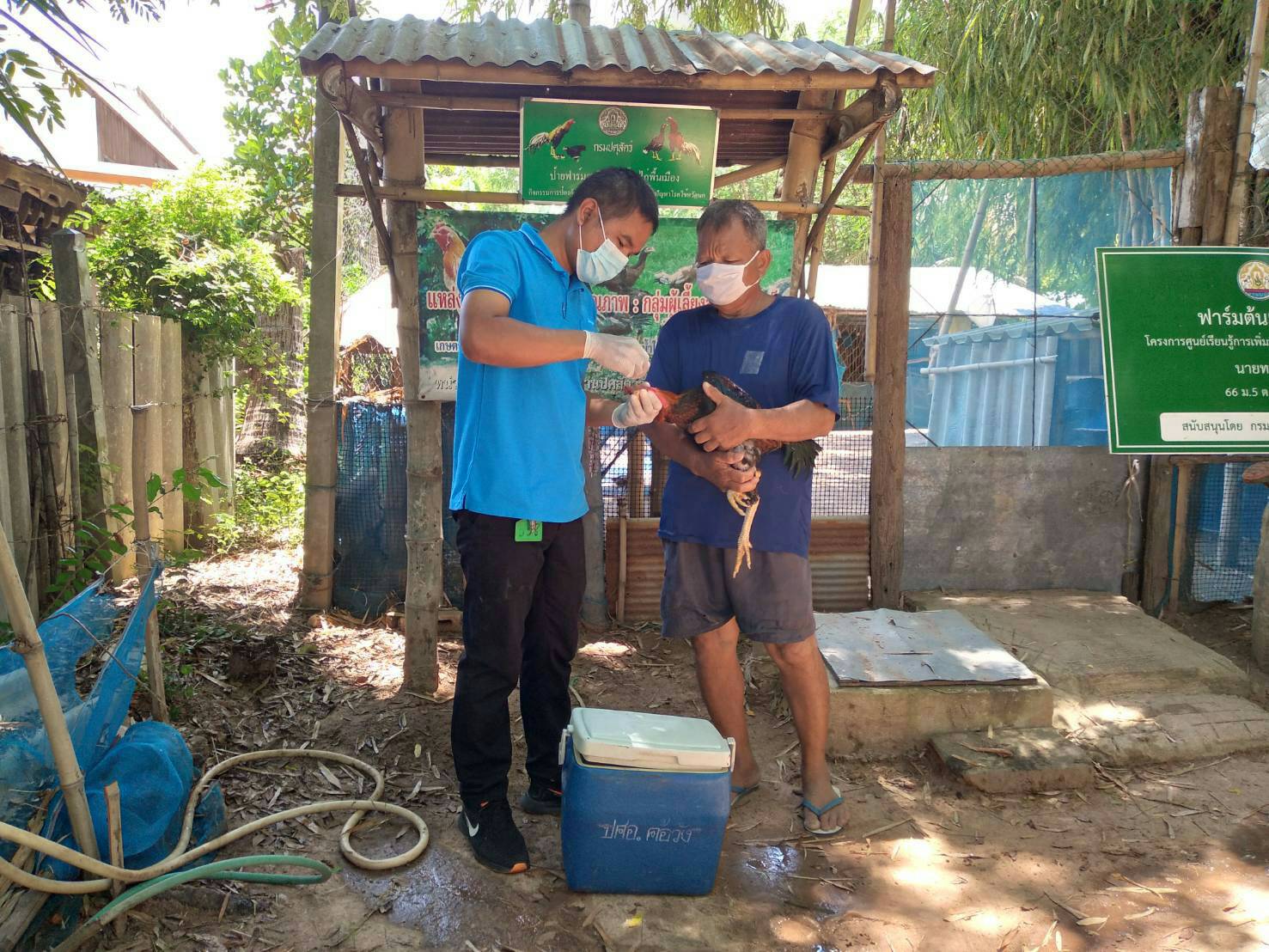ปศุสัตว์ยโสธร รณรงค์ทำวัคซีนสัตว์ปีกฟรี ป้องกันโรคระบาดในฤดูฝน
