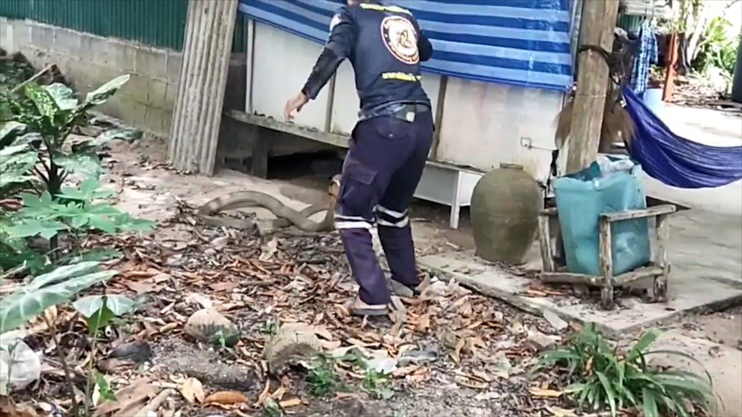 จงอางยักษ์ยาว 4 เมตรซุกโพรงใต้พื้นบ้านร้อนถึงทีมอสรพิษฯต้องรีบมาจับ
