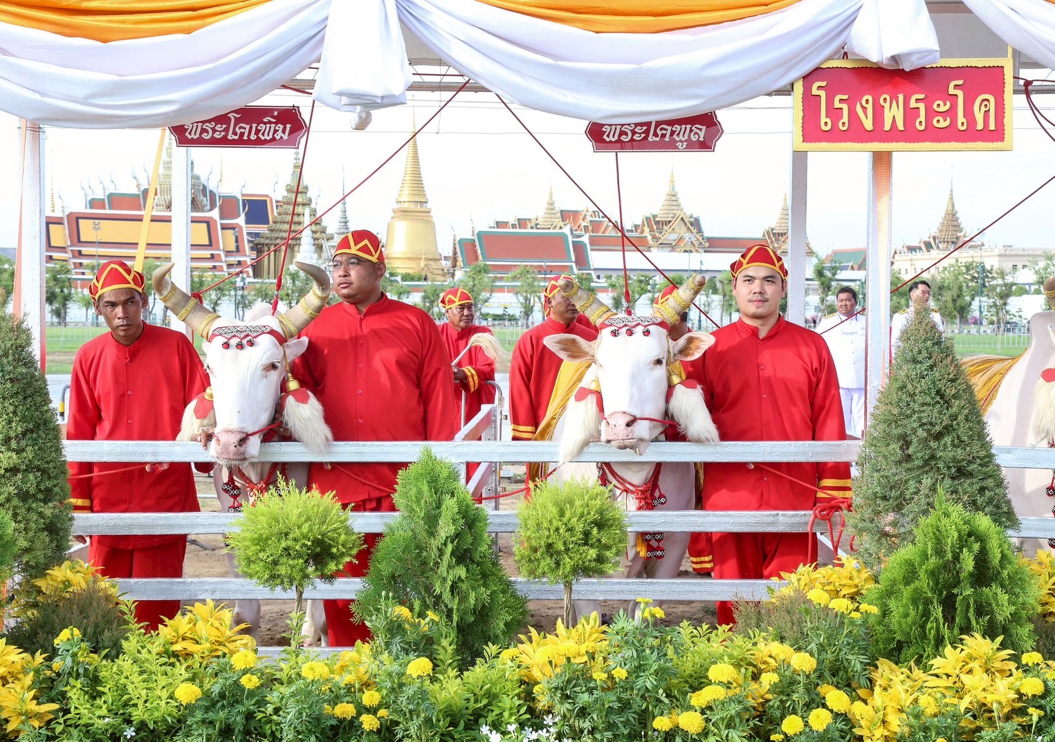 วันพืชมงคล 2568 ผลเสี่ยงทายพระราชพิธีจรดพระนังคัลแรกนาขวัญพยากรณ์ว่าน้ำท่าบริบูรณ์-เศรษฐกิจรุ่งเรือง