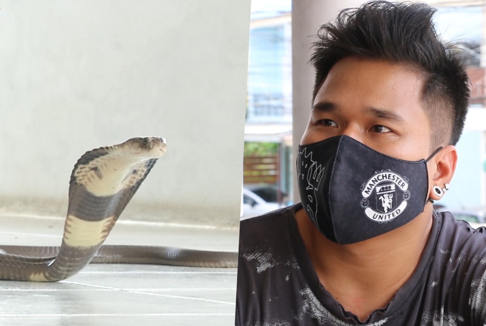 'หนุ่มจับจงอาง' ยันไม่มีส่วนเกี่ยวข้อง  หลังพบงูโผล่กลางบริษัทขนส่งเอกชนชื่อดัง 
