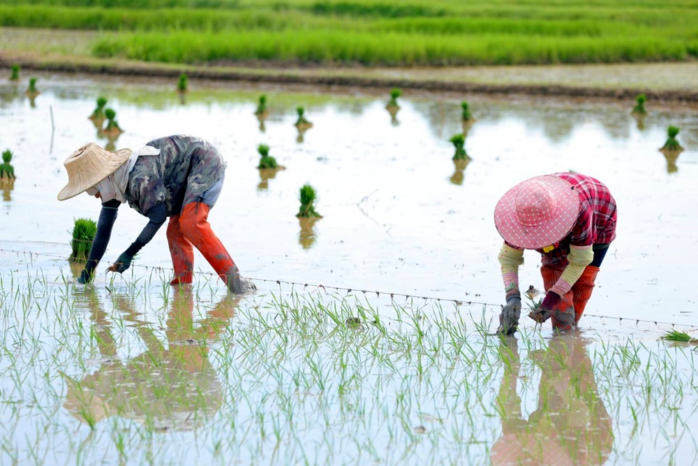 ศวข.พิษณุโลก หนุนเกษตรกรใช้เมล็ดพันธุ์ข้าวคุณภาพดีมีมาตรฐานรับรองพันธุ์ข้าว