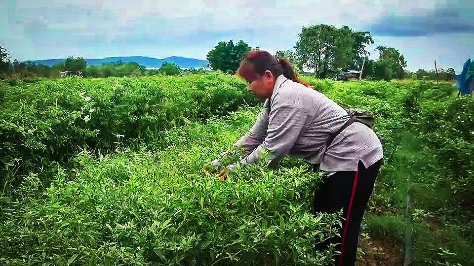 ชัยภูมิแล้งจัดทำให้พริกสดออกตลาดน้อยราคาพุ่งแต่ไม่มีผลผลิตขาย