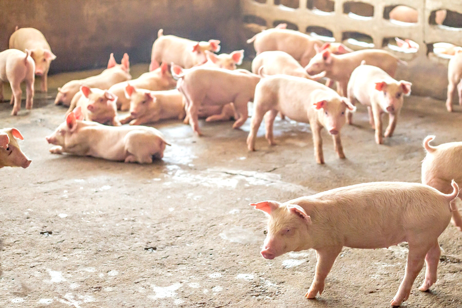 คนเลี้ยงหมู แบกทุกข์หนัก ต้นทุนเพิ่ม..กลับถูกตรึงราคา