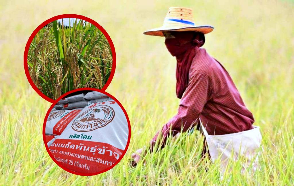 เปิดกระบวนการผลิต "เมล็ดพันธุ์ข้าวคุณภาพ" ของศูนย์เมล็ดพันธุ์ข้าวราชบุรี