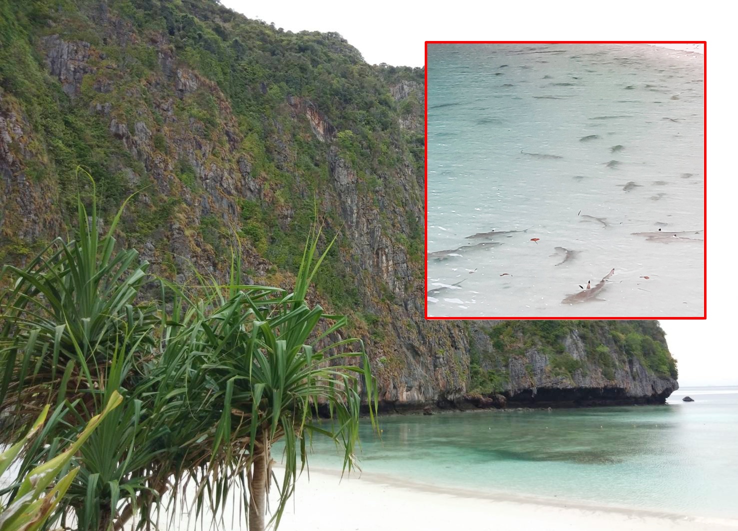 ฮือฮา! อุทยานหมู่เกาะพีพีพบ'ฉลามหูดำ'ฝูงใหญ่สุดอ่าวมาหยากว่า 100 ตัว