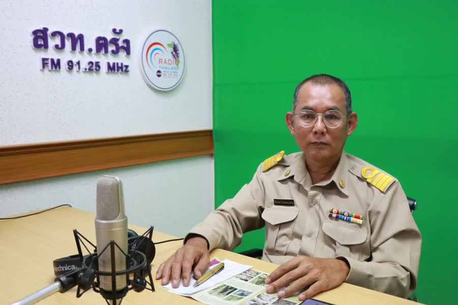 เตือนเกษตรกรตรังระวังโรคระบาดในยางพาราช่วงหน้าฝน