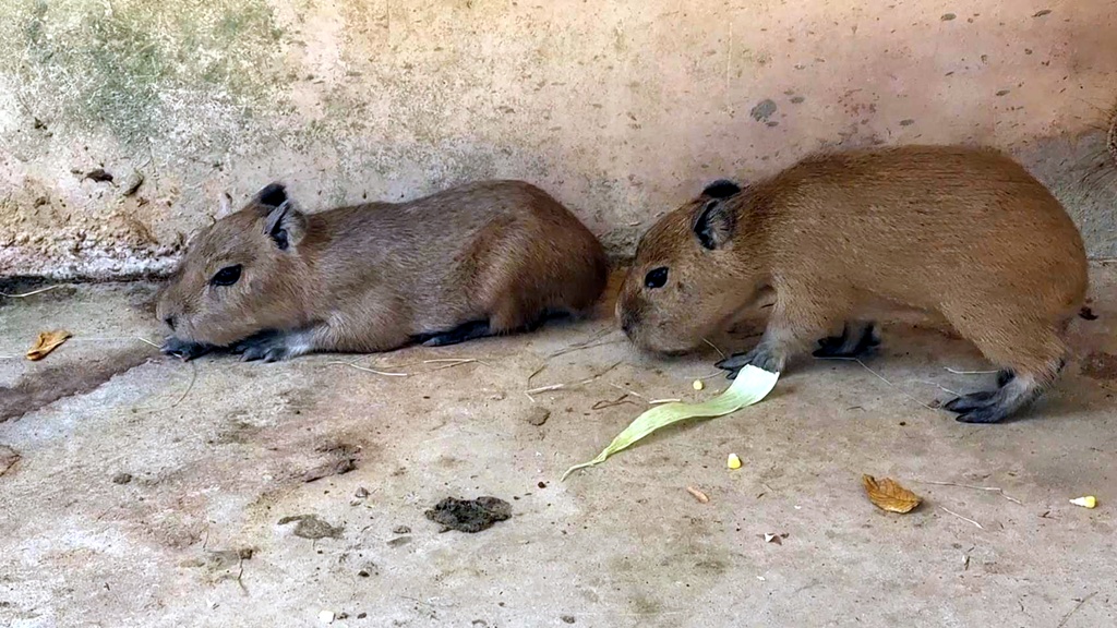 สวนสัตว์อุบลฯ ต้อนรับสมาชิกใหม่ "ลูกคาปิบารา" พร้อมชวนนักท่องเที่ยวตั้งชื่อรับวานเลนไทน์นี้