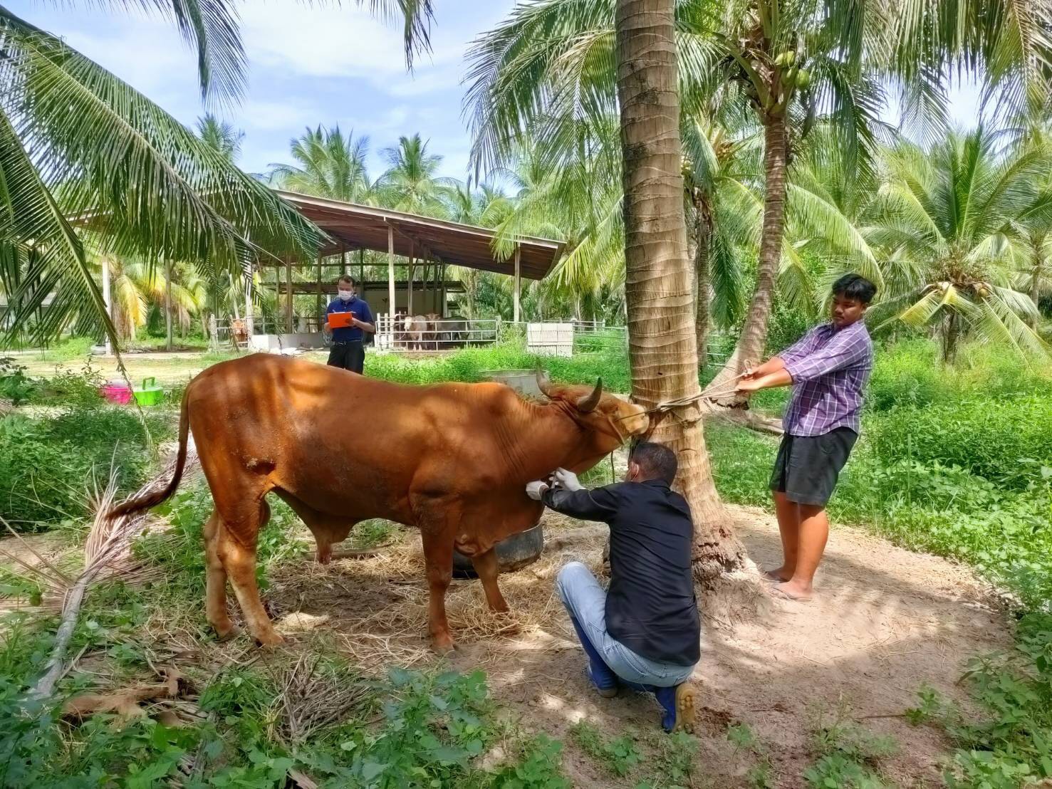 ปศุสัตว์ประจวบฯ เตือนเกษตรกรเลี้ยงโคกระบืออย่าซื้อวัคซีนป้องกันโรคลัมปี สกิน ลักลอบนำเข้าผิดกฎหมาย