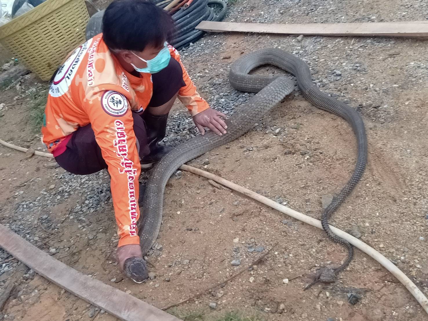 ผงะ! พบงูจงอางขนาดใหญ่นอนขดอยู่ในกองไม้ใต้ถุนบ้าน