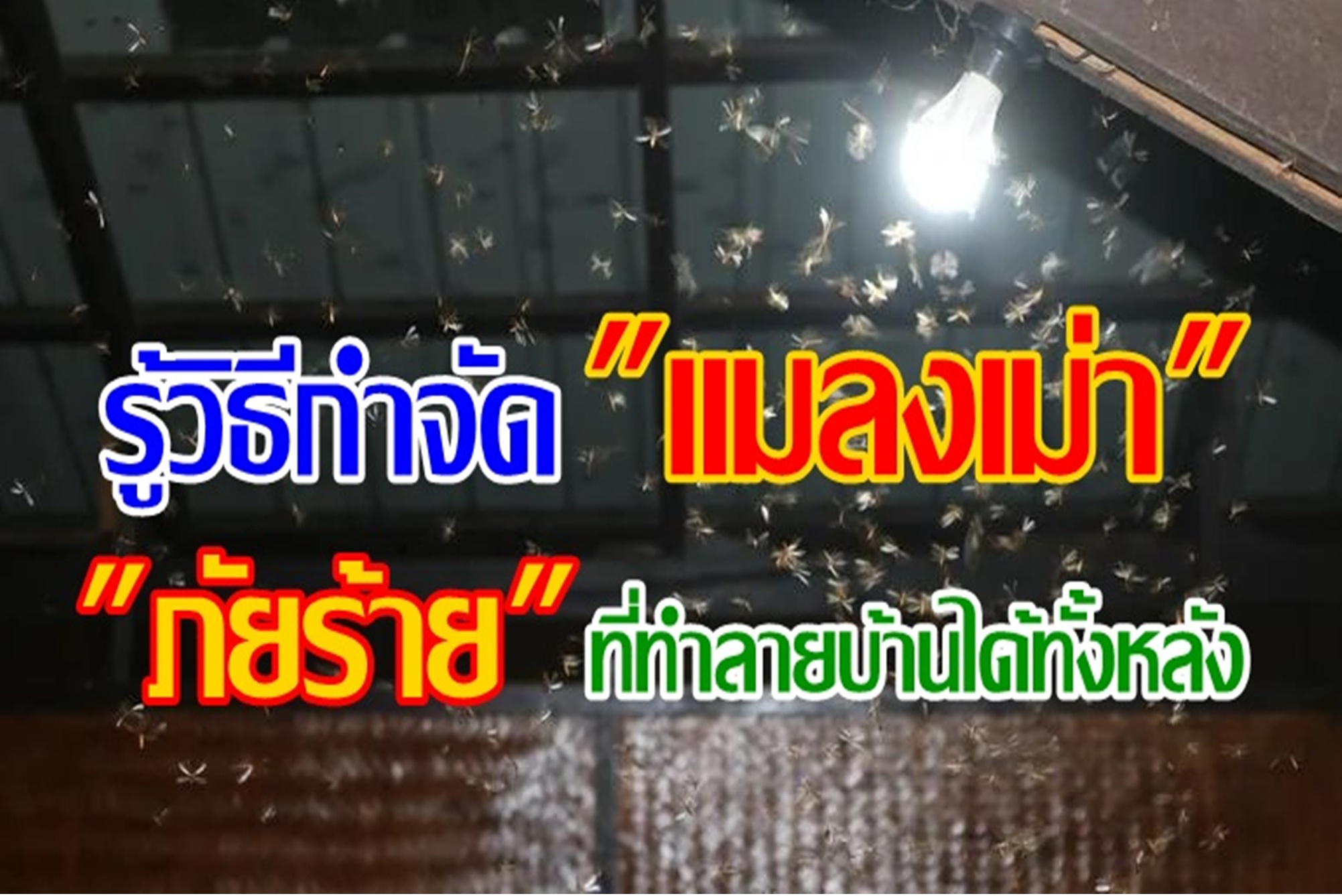 รู้วิธีกำจัด "แมลงเม่า" ภัยร้ายที่ทำลายบ้านได้ทั้งหลัง