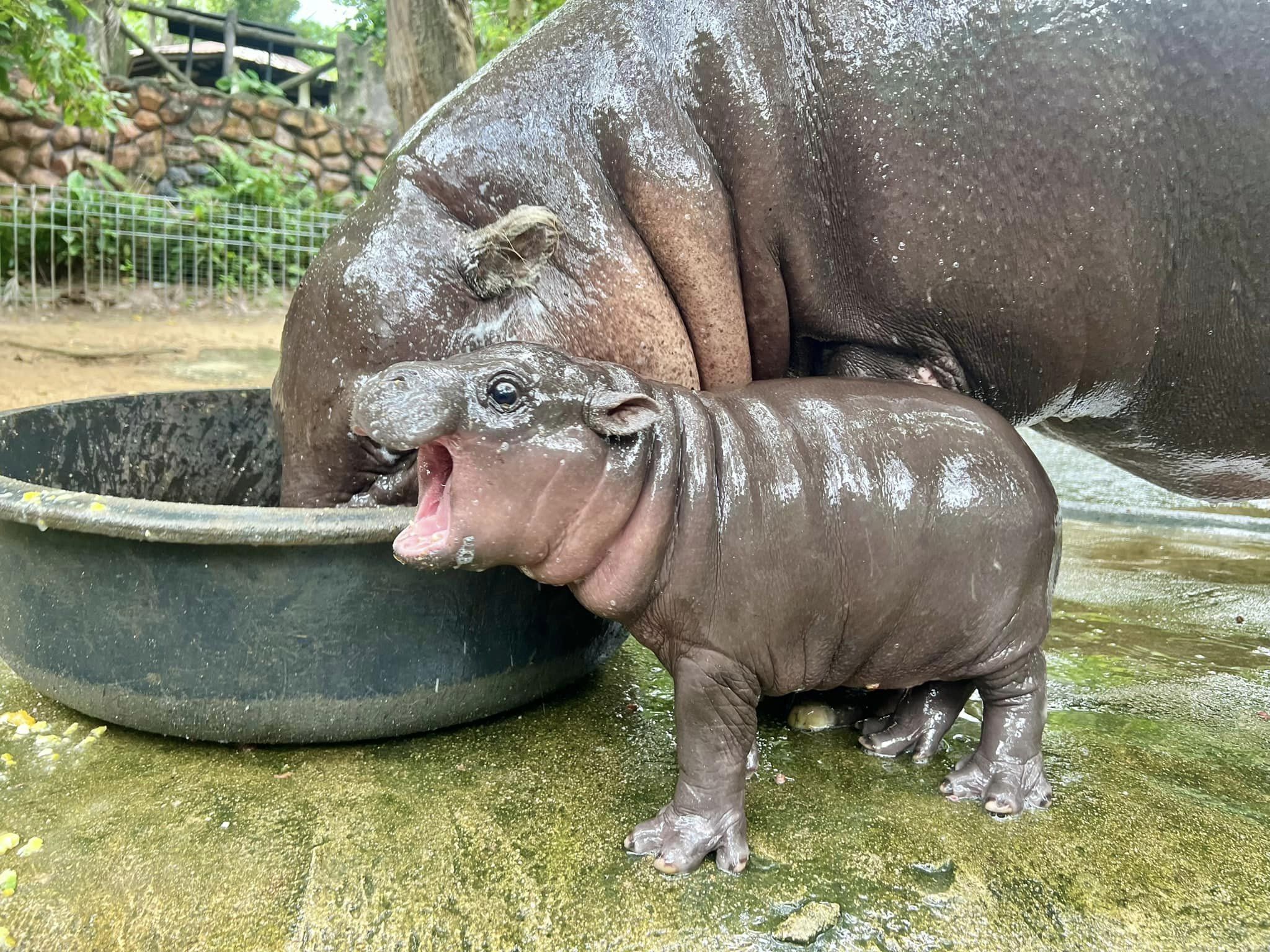 ฉลองวันแม่แห่งชาติ สวนสัตว์เปิดเขาเขียว ชวนโหวตตั้งชื่อลูกฮิปโปโปเตมัสแคระ "หมูเด้ง หมูแดง หรือ หมูสับ"