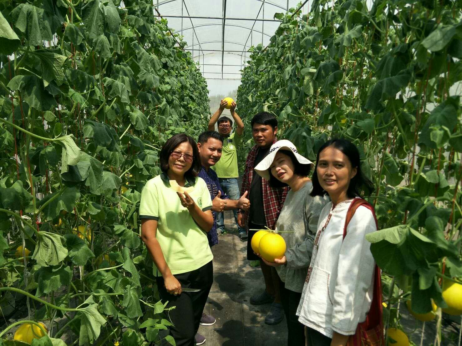 "เกษตรอำเภอวังโป่ง" ลุยสวนเกษตรกรรุ่นใหม่ Young Smart Farmer หันมาทดลองปลูกเมล่อน 2 สายพันธุ์ สร้างรายได้ให้กับครอบครัว