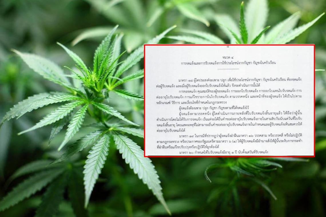 “ศุภชัย” สยบข่าวลือ!! ชาวบ้านจ่ายเงินหมื่น ยันขอจดปลูกกัญชาครัวเรือนฟรี