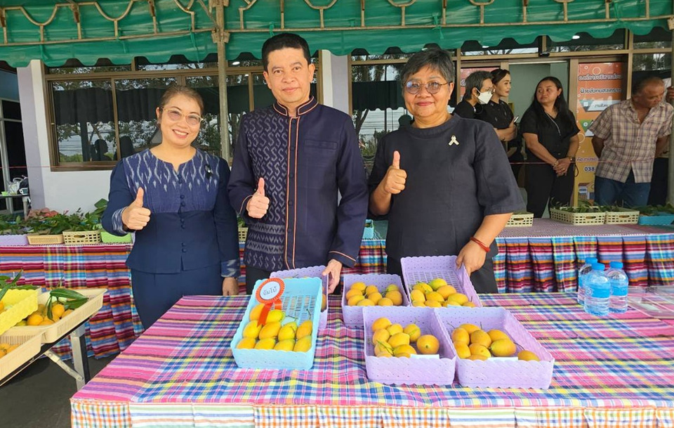 เมืองระยองเปิดประกวดมะปรางหวานจัมโบ้ครั้งแรก ดัน GI–ท่องเที่ยวเกษตร