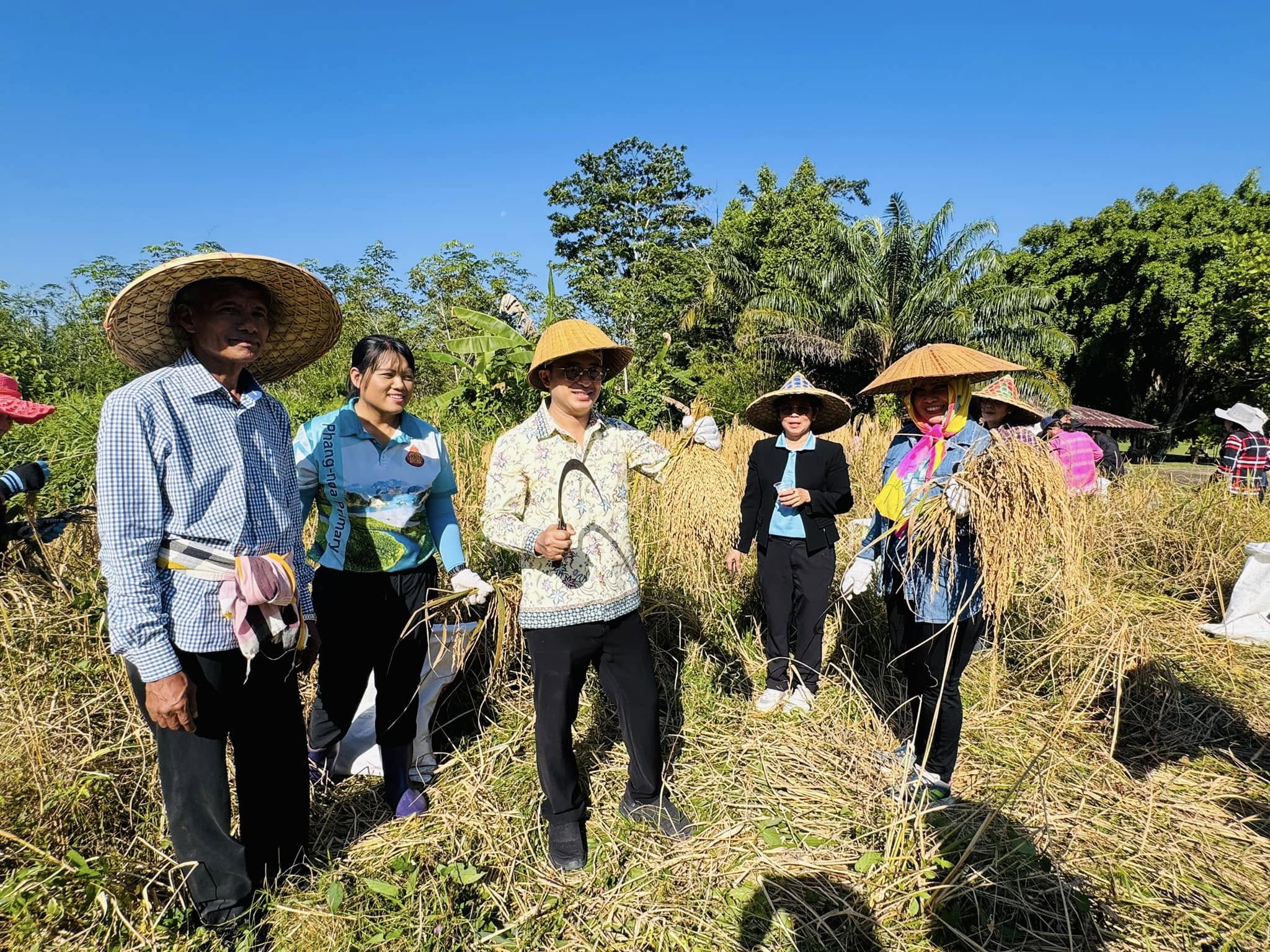 ครูนักเรียนในพังงาจับมือชุมชนและเครือข่ายร่วมลงแขกเก็บข้าวไร่ดอกข่าอนุรักษ์พันธุ์ข้าวจีไอของจังหวัด