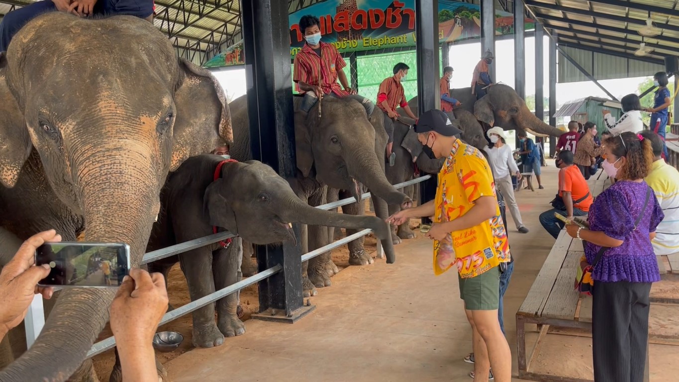 ศูนย์คชศึกษา หมู่บ้านช้าง เริ่มเปิดให้นักท่องเที่ยวเข้าชมช้างแสนรู้  หลังเจอพิษโควิค-19 ต้องปิดมานานนับปี