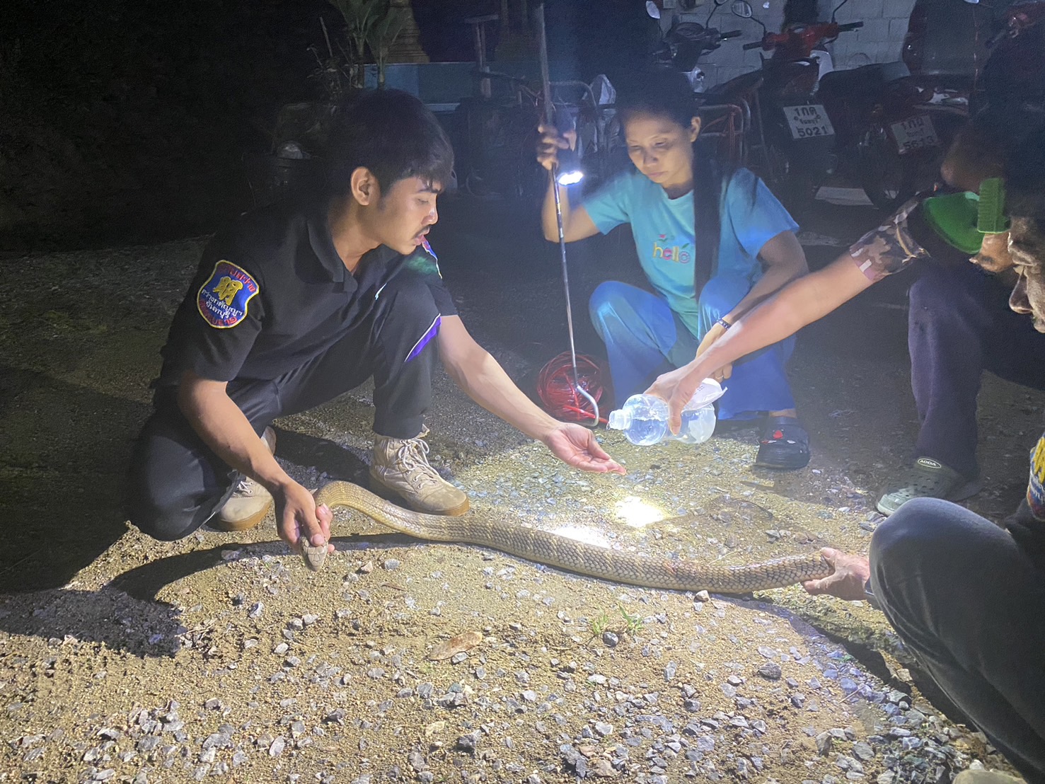 ฝูงสุนัขรุมกัด"จงอาง"บาดเจ็บหนักเลื้อยหนีเข้าบ้านชาวสวน เจ้าของรีบแจ้งทีมอาสาพิทักษ์งูช่วยจับ  