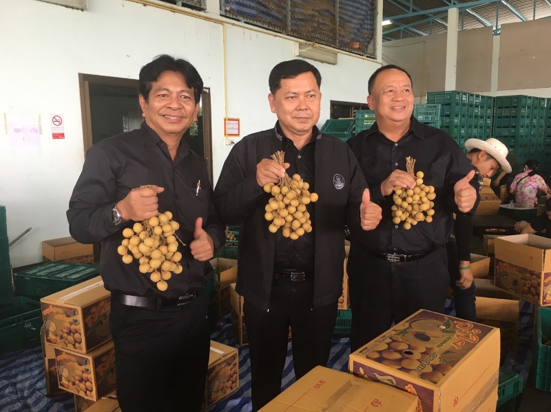ขบวนการสหกรณ์ เดินหน้ากระจายผลผลิตลำไยออกสู่ตลาด 1,162 ตัน ผ่านเครือข่ายสหกรณ์ ห้างสรรพสินค้า และไปรษณีย์