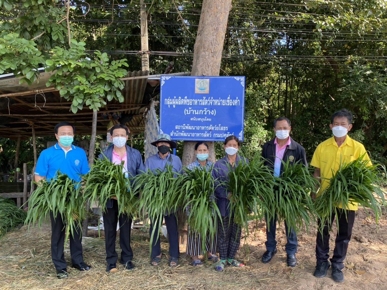 ปศุสัตว์ยโสธร-ศูนย์วิจัยและพัฒนาอาหารสัตว์  ส่งเสริมการทำนาหญ้าขายผู้เลี้ยงโค-กระบือ