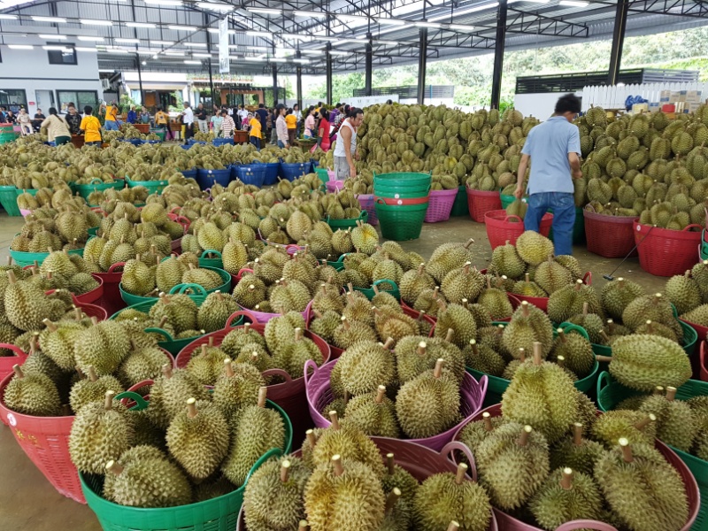 กรมวิชาการเกษตร งัดกฎเหล็กคุมทุเรียนอ่อน ขู่ล้งยกเลิกทะเบียนส่งออก