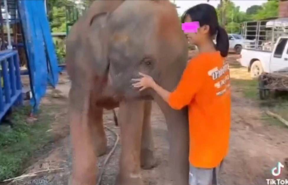 ครอบครัวเตรียมนำ“พังสุพรรษา”ช้างคู่ซี้ร่วมส่งดวงวิญญาณ “น้องฟิล์ม” เป็นครั้งสุดท้าย