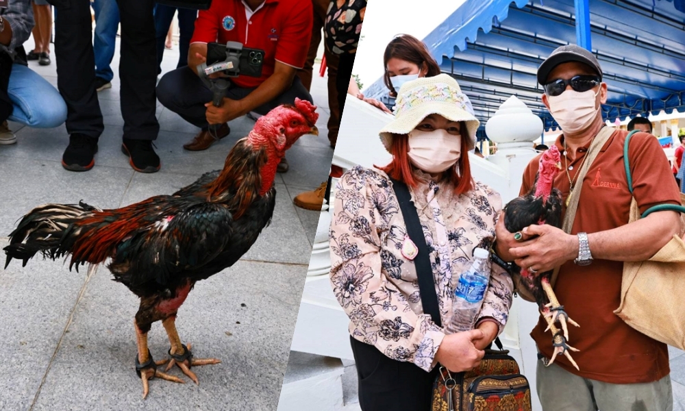 ฮือฮา! "เฮงเฮง" ไก่ชนสุดเชื่อง เจ้าของพาเที่ยววัด ชอบเที่ยวทะเล