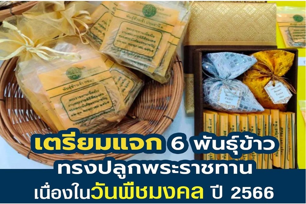 เตรียมแจก 6 พันธุ์ข้าวทรงปลูกพระราชทาน เนื่องในวันพืชมงคล ปี 2566