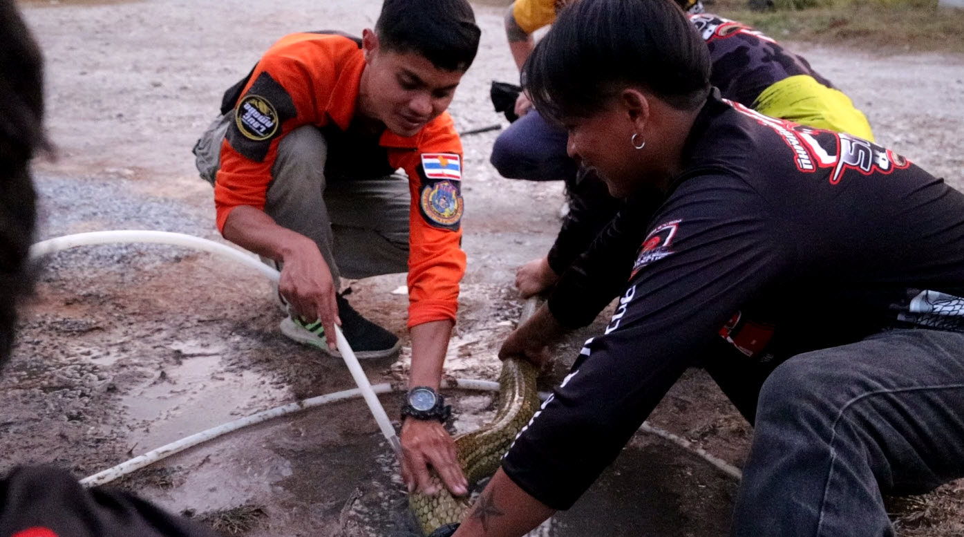 จิตอาสาทีมพิทักษ์อสรพิษออกช่วยเหลือชาวบ้านที่เดือดร้อนจากงูเข้าบ้านทุกค่ำคืน 