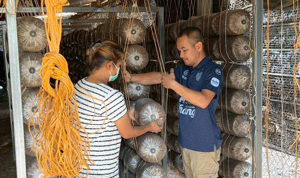 ยโสธรหนุนเกษตรกรเปลี่ยนฟางข้าวเป็นทุน ลดเผา เพิ่มรายได้เพาะเห็ด