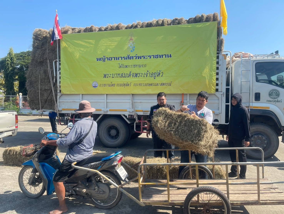 ปศุสัตว์อ่างทองแจกหญ้าอาหารสัตว์พระราชทาน ช่วยเกษตรกรประสบอุทกภัยใน ต.นรสิงห์