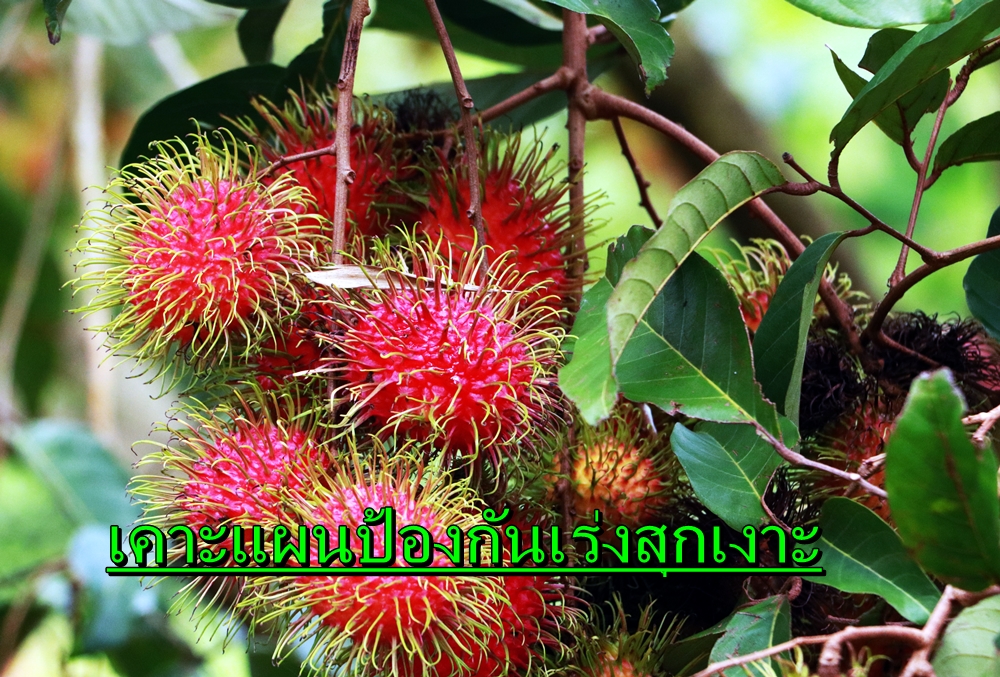 เคาะแผนป้องกันเกษตรกร เร่งสีและความสุกเงาะพันธุ์สีทอง จ.ตราด