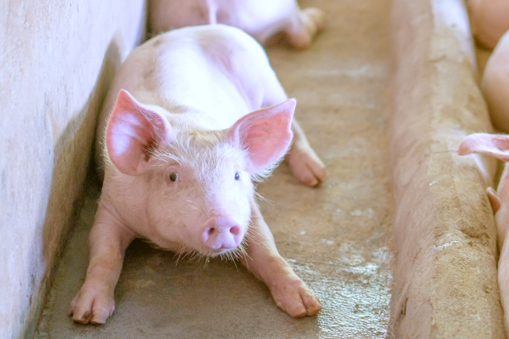 ทุกข์เกษตรกร....ราคาหมูหน้าฟาร์ม ยังไม่พ้นต้นทุน   