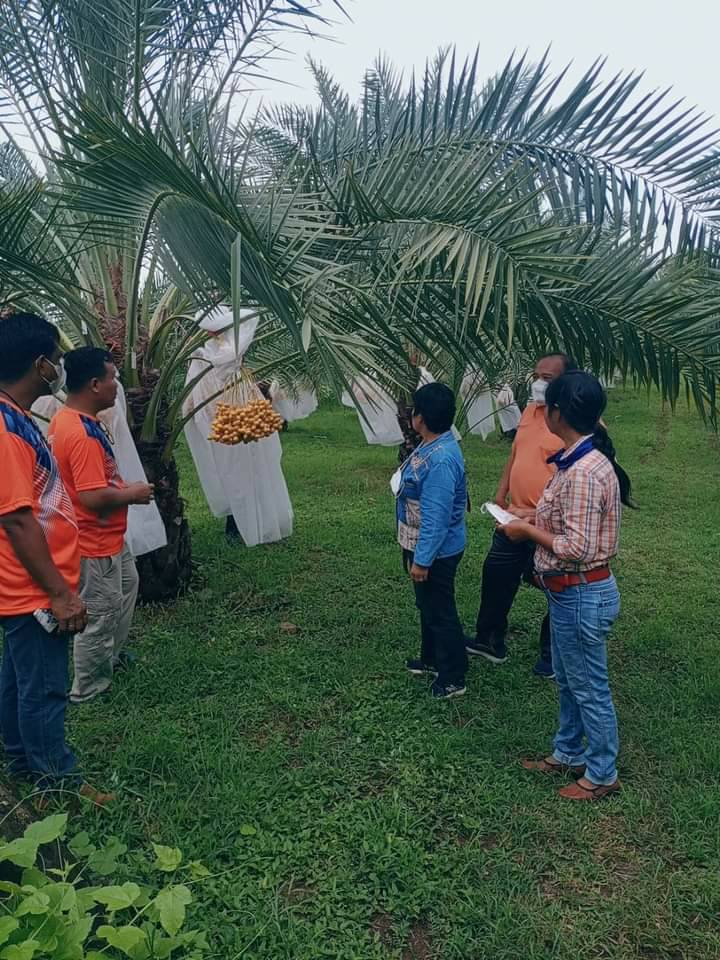 เกษตรจังหวัดเพชรบูรณ์  ร่วมกิจกรรมเปิดสวนอินทผลัม​ ยกเป็นพืชเศรษฐกิจ สร้างรายได้เกษตรกรอย่างยั่งยืน