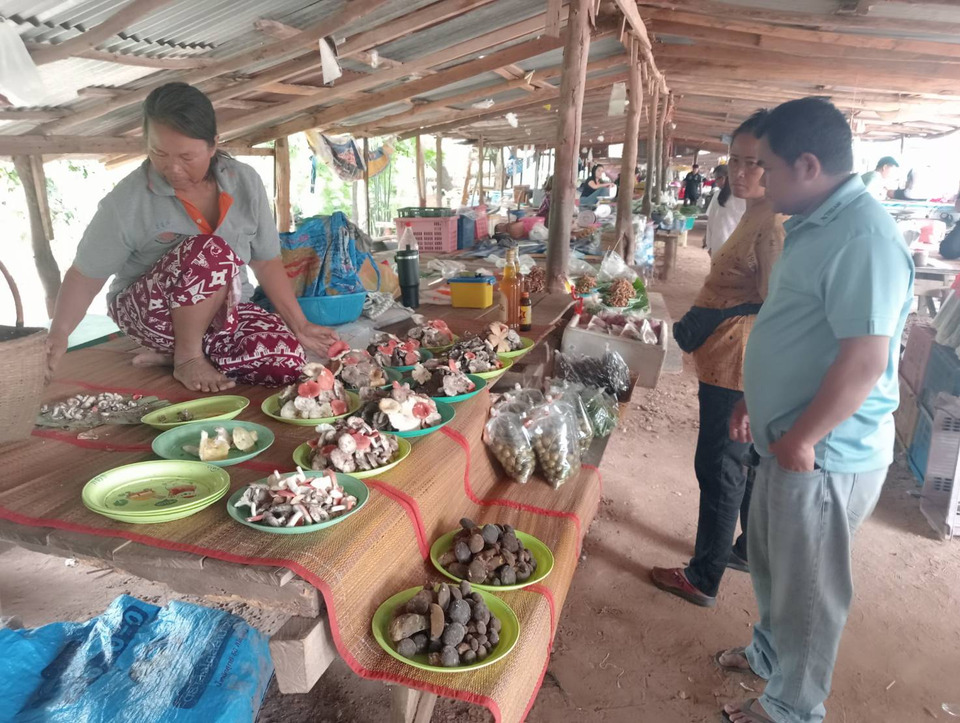 ฝนทิ้งช่วงเล่นงานตลาดของป่ากาฬสินธุ์ เห็ดเผาะหายาก นำเข้าต่างจังหวัด ราคาพุ่งแตะกิโลละ 400 บาท 