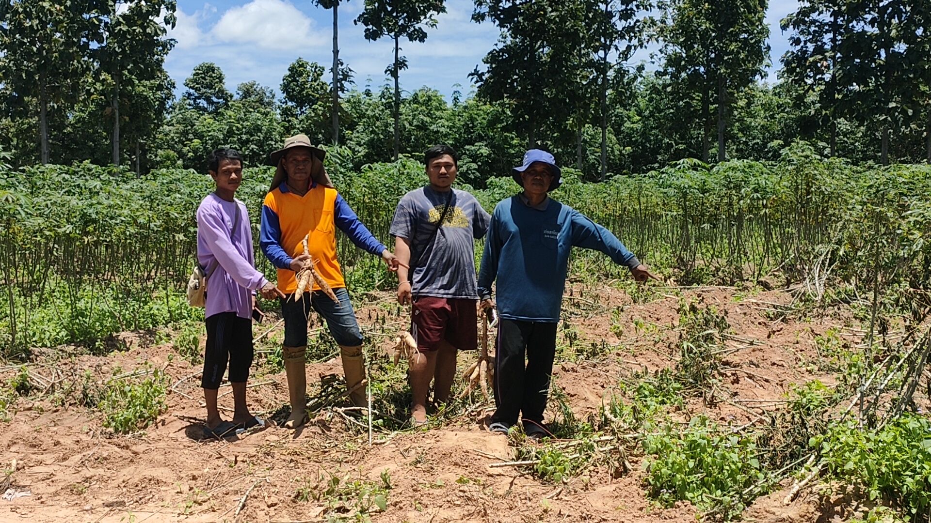 บุรีรัมย์​ โจรอาละวาด​ บุกขโมยมันสำปะหลังเกษตรกรถึงในไร่ ล่าสุดหายไปเกือบ 1 ตัน