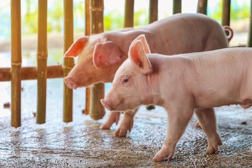 สภาองค์กรของผู้บริโภคชง 5 ข้อเสนอแก้หมูแพง