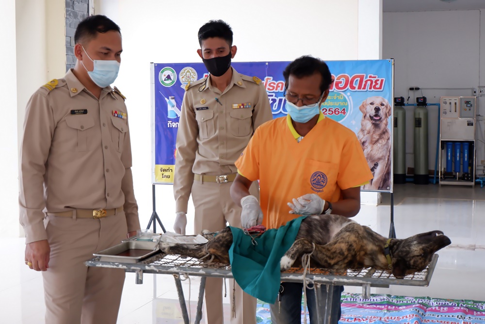 อบต.กำแพง ร่วม ปศุสัตว์สตูล จัดกิจกรรมฉีดวัคซีนทำหมันสุนัขและแมว ป้องกันโรคพิษสุนัขบ้า