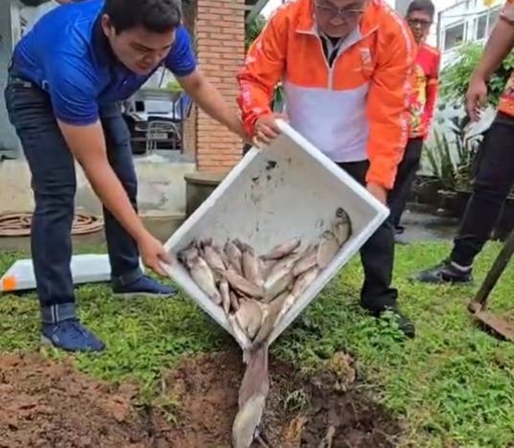 ภูเก็ตตัดตอน ฝังกลบทำลายหมอคางดำ หลังแม่ค้าแอบนำมาโพสต์ขายผ่านโซเชียล หวั่นแพร่ระบาด